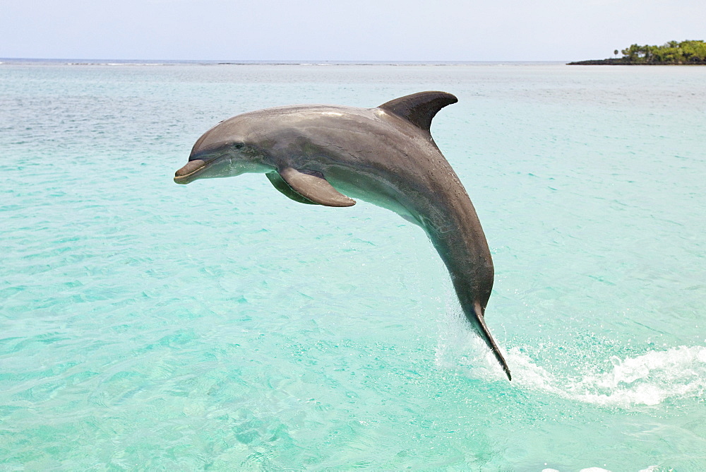 Roatan, Bay Islands, Honduras; A Bottlenose Dolphin (Tursiops Truncatus) Jumping Out Of The Water At Anthony's Key Resort