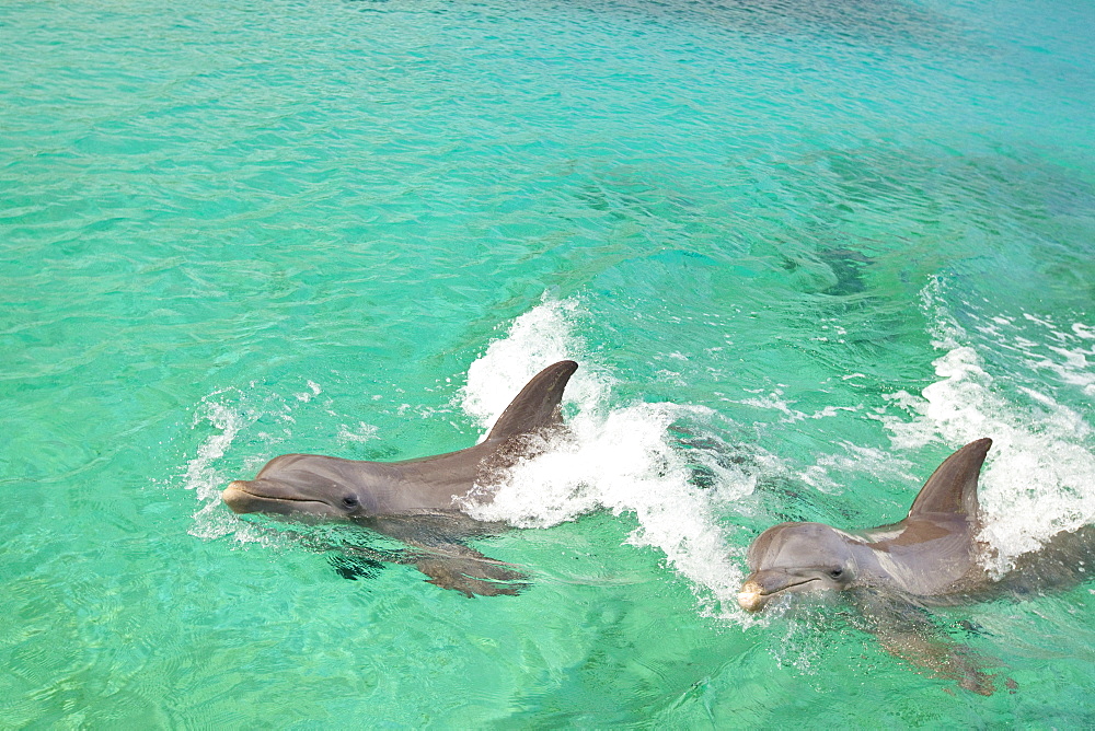 Roatan, Bay Islands, Honduras; Two Bottlenose Dolphins (Tursiops Truncatus) Swimming In The Water At Anthony's Key Resort