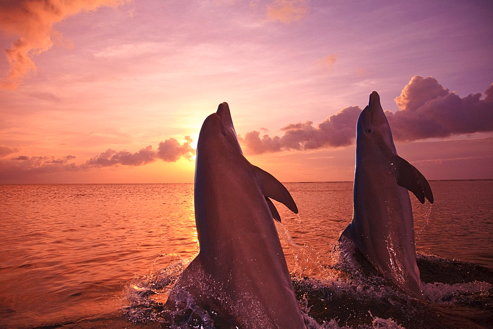 Roatan, Bay Islands, Honduras; Two Bottlenose Dolphins (Tursiops Truncatus) Jumping Out Of The Water At Anthony's Key Resort At Sunset