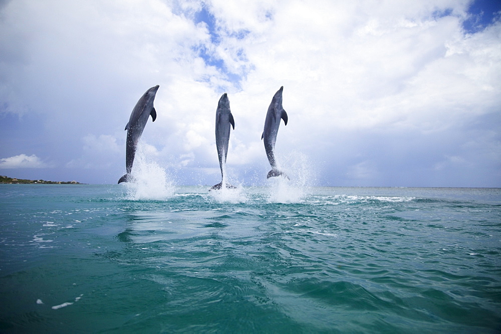 Roatan, Bay Islands, Honduras; Three Bottlenose Dolphins (Tursiops Truncatus) Jumping Out Of The Water At Anthony's Key Resort