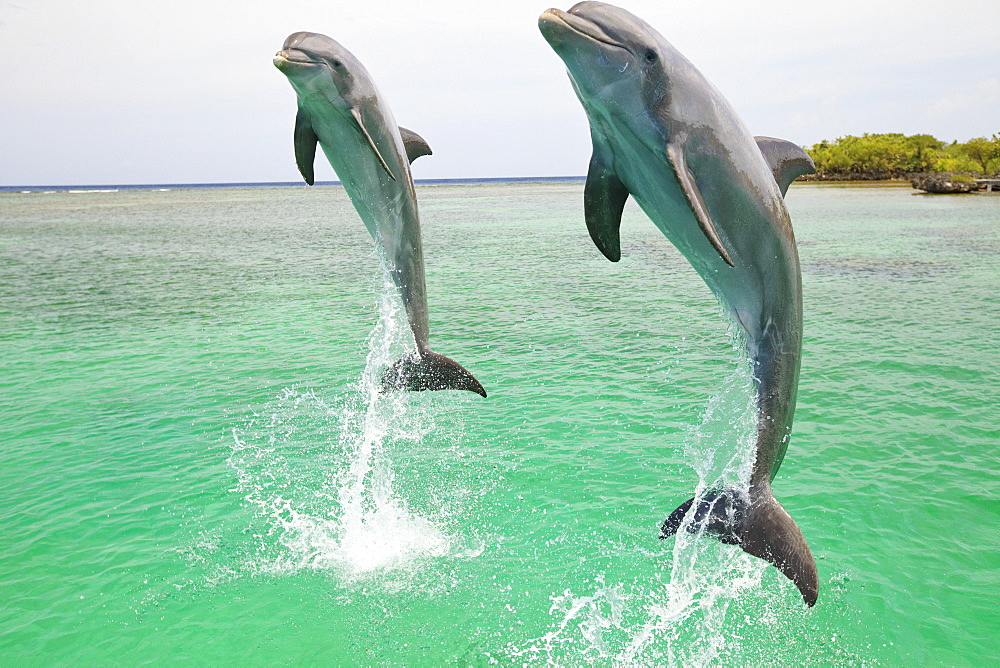 Roatan, Bay Islands, Honduras; Two Bottlenose Dolphins (Tursiops Truncatus) Jumping Out Of The Water At Anthony's Key Resort