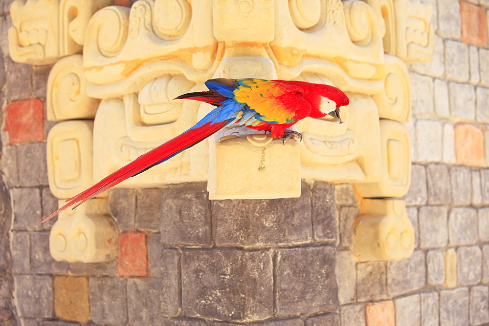 Roatan, Bay Islands, Honduras; Scarlet Macaw (Ara Macao) In The Rehab Center & Forest Preserve On Mango Key Across From Coxen Hole