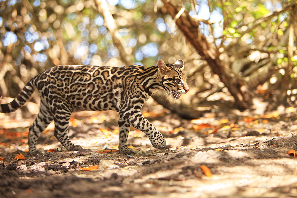 Roatan, Bay Islands, Honduras; Endangered Species Jaguar (Panthera Onca) In The Rehab Center & Forest Preserve On Mango Key Across From Coxen Hole