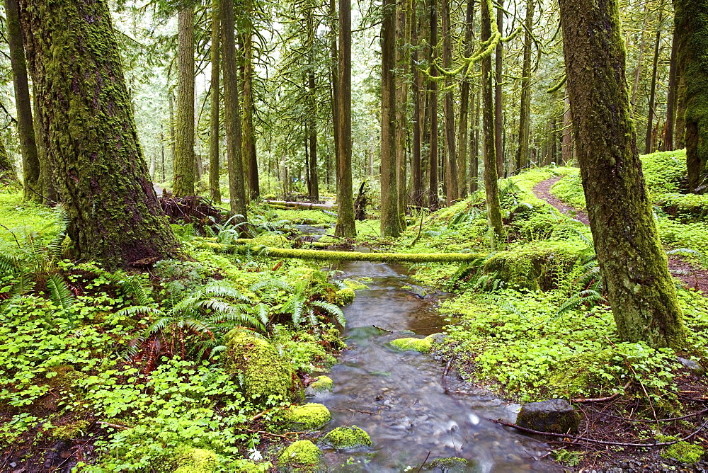 A Trail And Stream Going Through Mount Hood National Forest; Oregon, USA