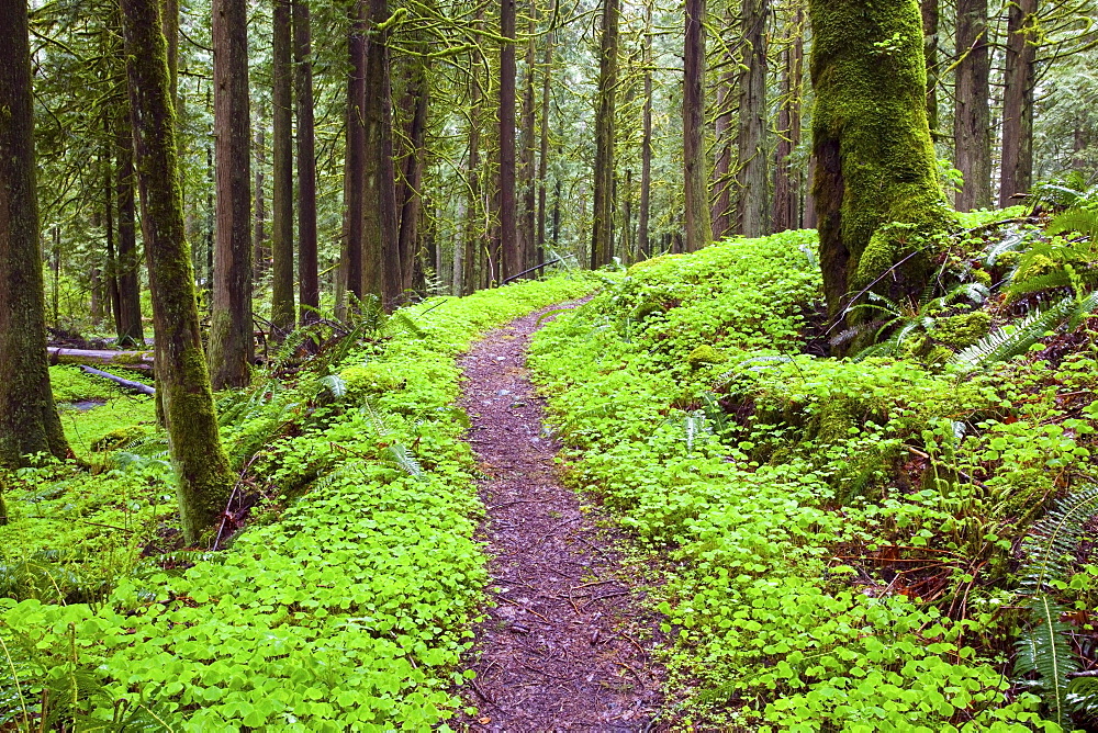 A Trail Going Through Mount Hood National Forest; Oregon, USA