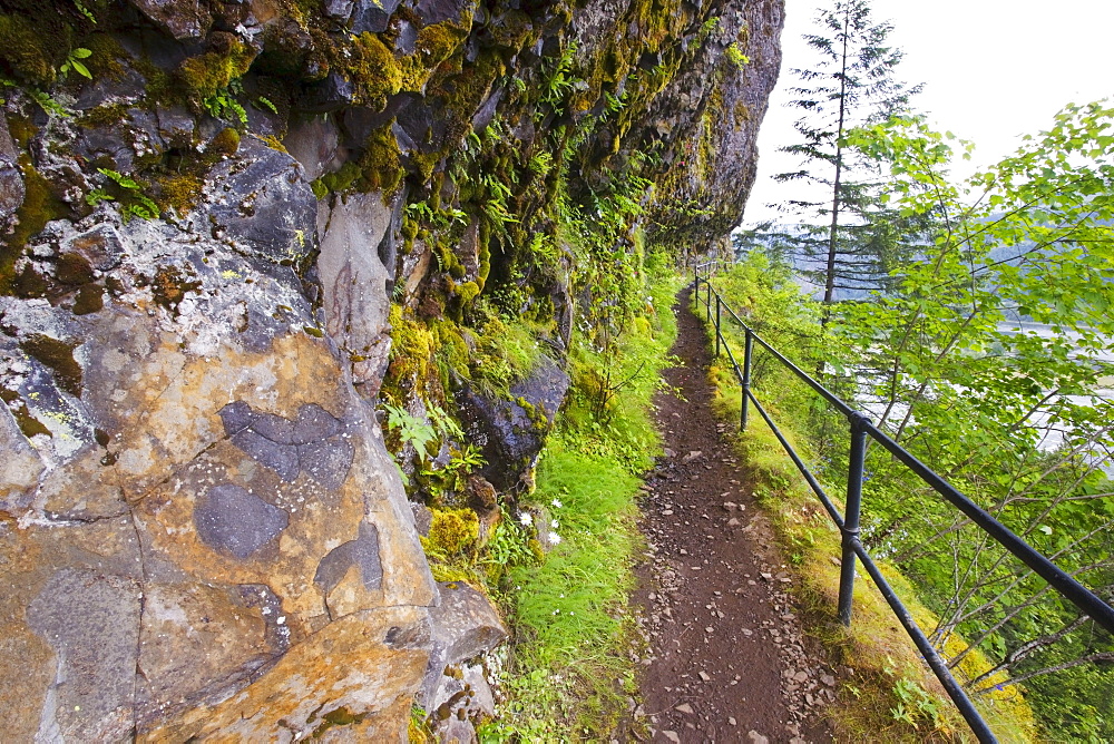 Trail To Mccord Creek Falls In Columbia River Gorge National Scenic Area; Oregon, USA