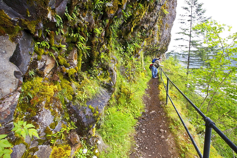 A Hiker On A Trail To Mccord Creek Falls In Columbia River Gorge National Scenic Area; Oregon, USA