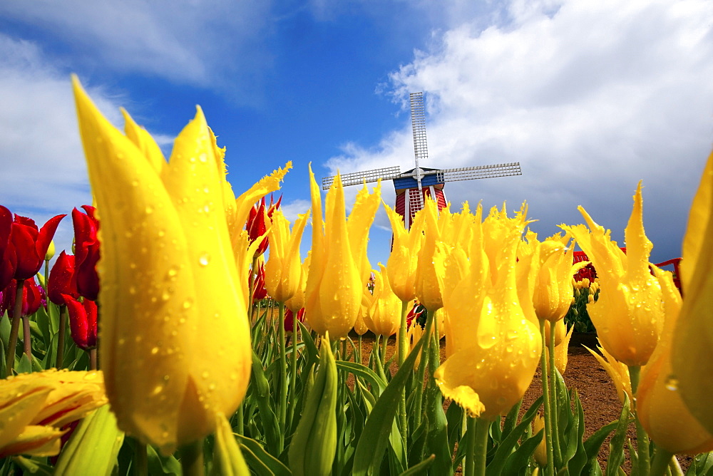 Tulips In A Field And A Windmill At Wooden Shoe Tulip Farm; Woodburn, Oregon, USA