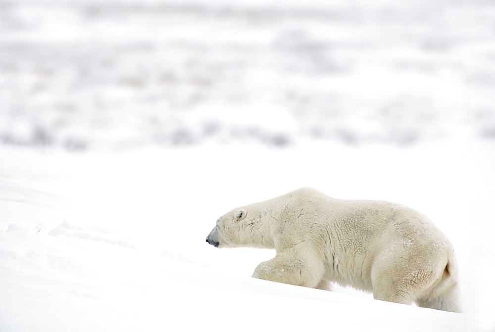 A Polar Bear (Ursus Maritimus) Journeys Through Heavy Snow To Search For Food; Churchill, Manitoba, Canada