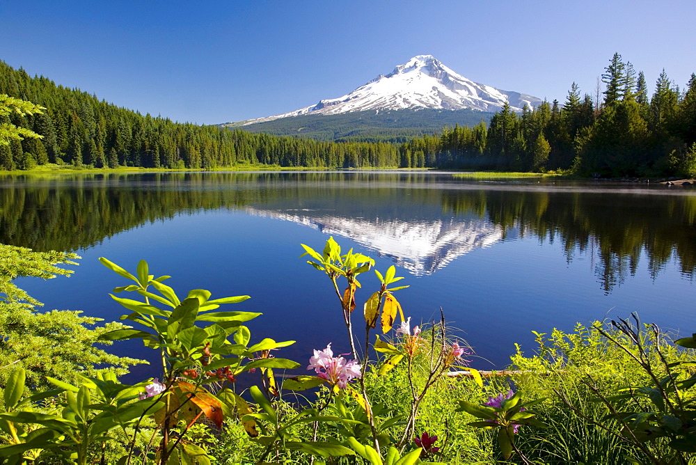 Reflection Of Mount Hood In Trillium Lake In The Oregon Cascades; Oregon, United States Of America