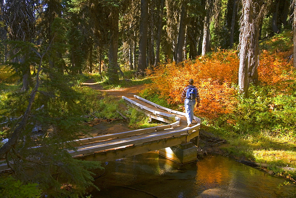 Hiker On Trail At Umbrella Falls In Autumn; Mount Hood National Forest, Oregon, Usa