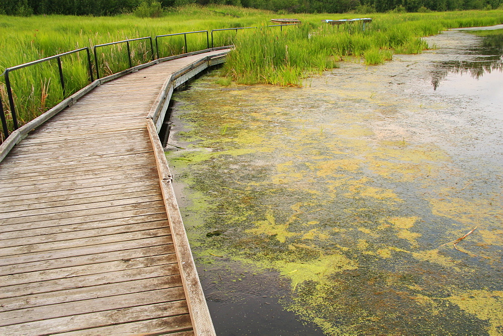 Astotin Lake Boardwalk