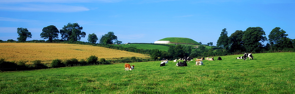 Newgrange, County Meath, Ireland, Holstein-Friesian Cattle