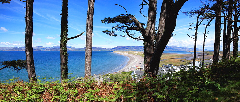 Seashore Through The Trees; Rossbeigh Beach, Glenbeigh, County Kerry, Ireland