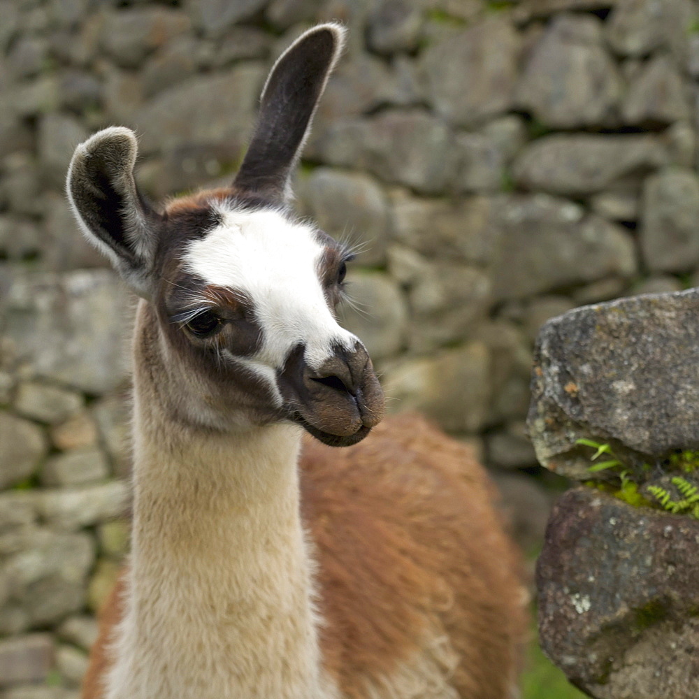 Portrait Of Llama At Machu Picchu; Peru