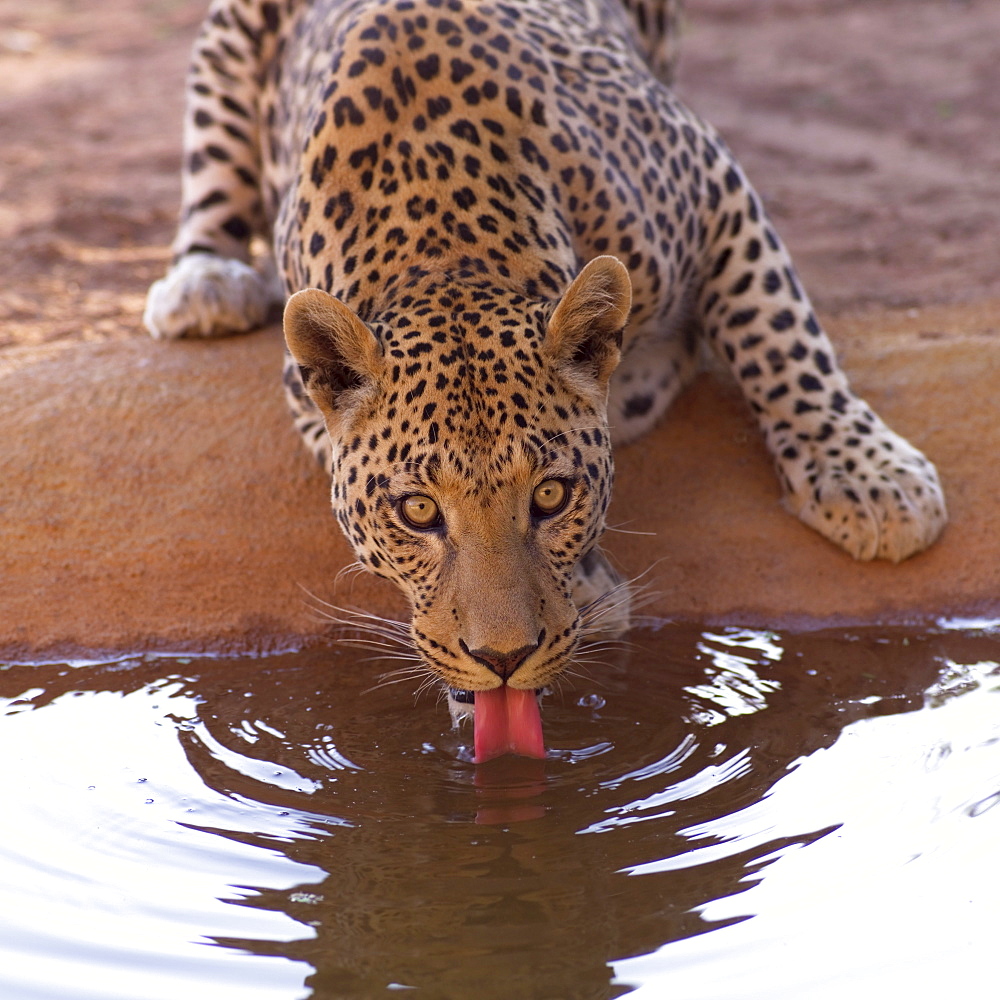 Leopard Drinking