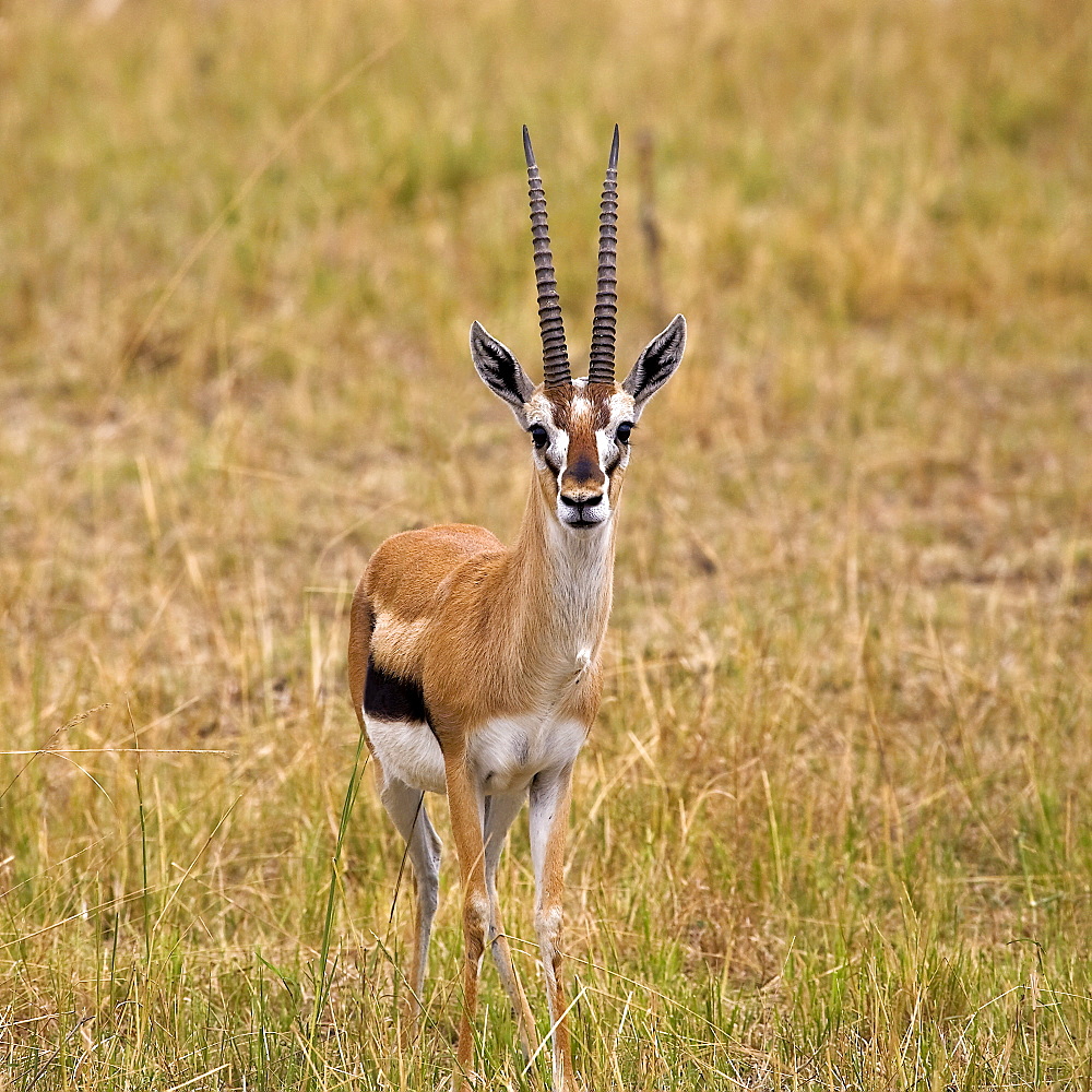 Thomson's Gazelle (Eudorcas Thomsoni), Kenya, Africa, Gazelle In The Wild