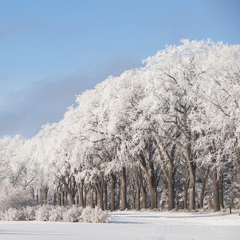 Winnipeg, Manitoba, Canada, Trees Covered In Snow In The Winter