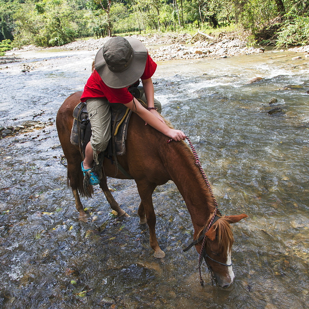 A Horseback Rider Stops For The Horse To Drink Water From A Stream, Finca El Cisne, Honduras