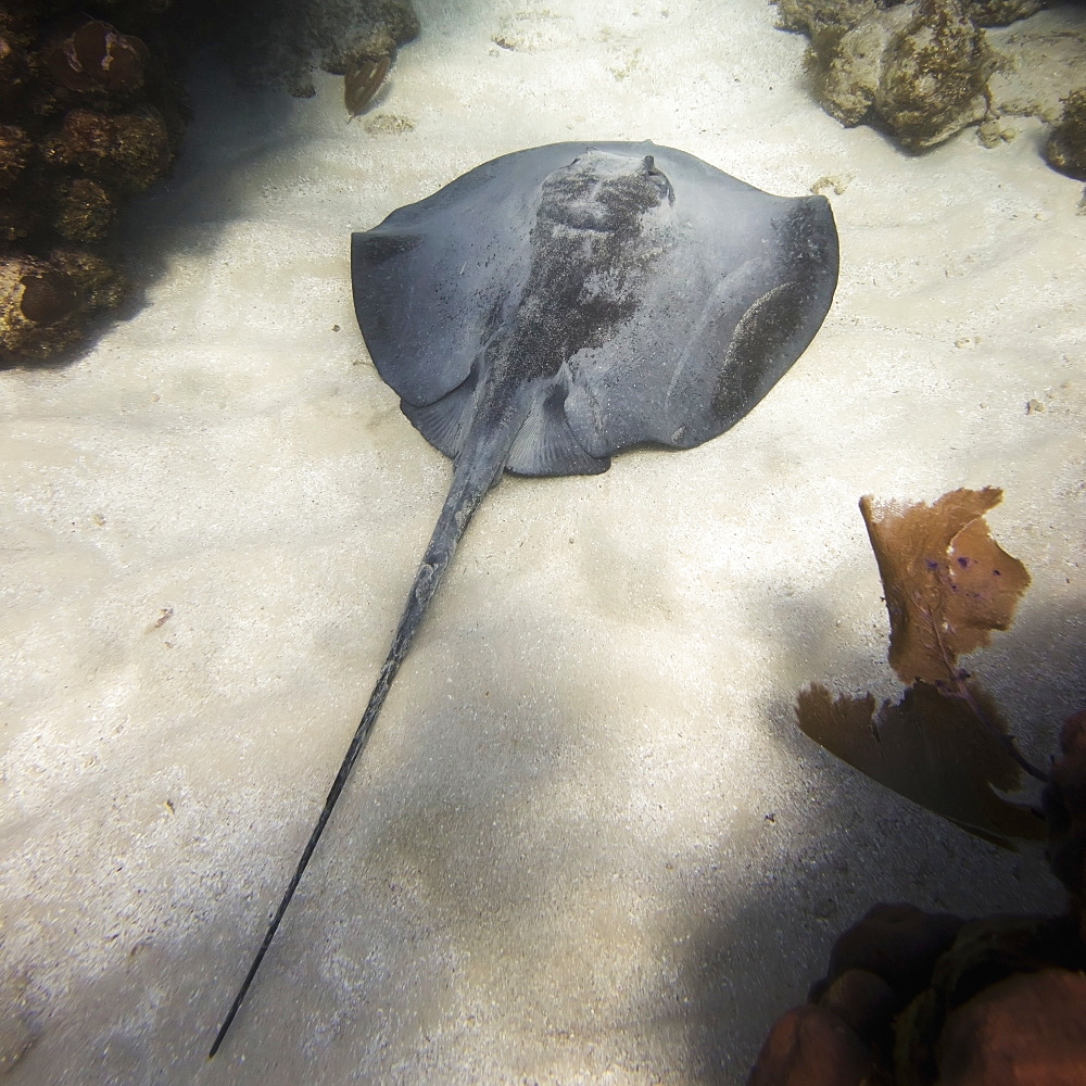 Caribbean Whiptail Stingray (Himantura Schmardae), Utila, Bay Islands, Honduras