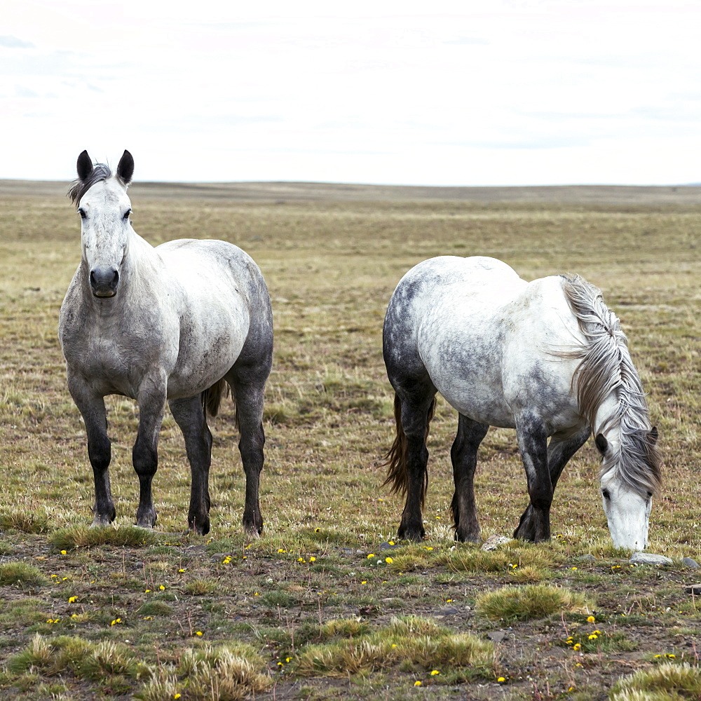 Horses Grazing On Grass And Wildflowers In A Field, Santa Cruz Province, Argentina