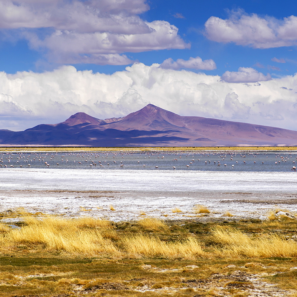 Tara Salt Flat, Salar De Atacama, San Pedro De Atacama, Antofagasta Region, Chile