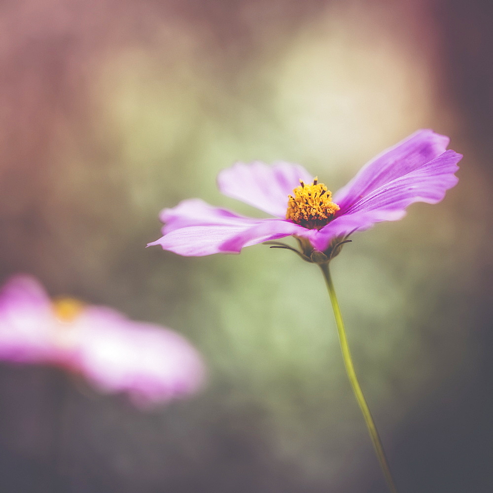 A Delicate Flower In The Jerusalem Botanical Garden, Jerusalem, Israel