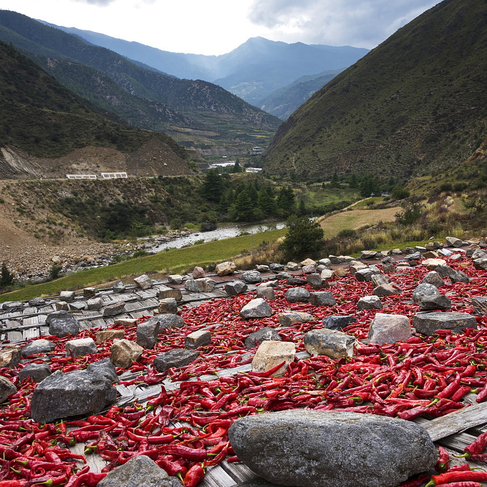 Red Peppers Laid Out To Dry, Thimphu, Bhutan