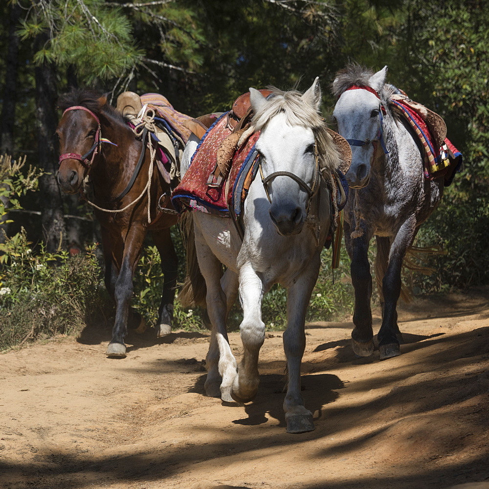 Horses On The Taktsang Trail, Paro, Bhutan