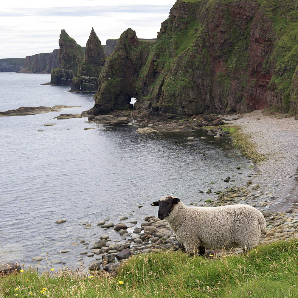 A Sheep Stands At The Water's Edge With Sea Stacks And Cliffs Along The Coastline, Duncansby Head, John O' Groats, Scotland