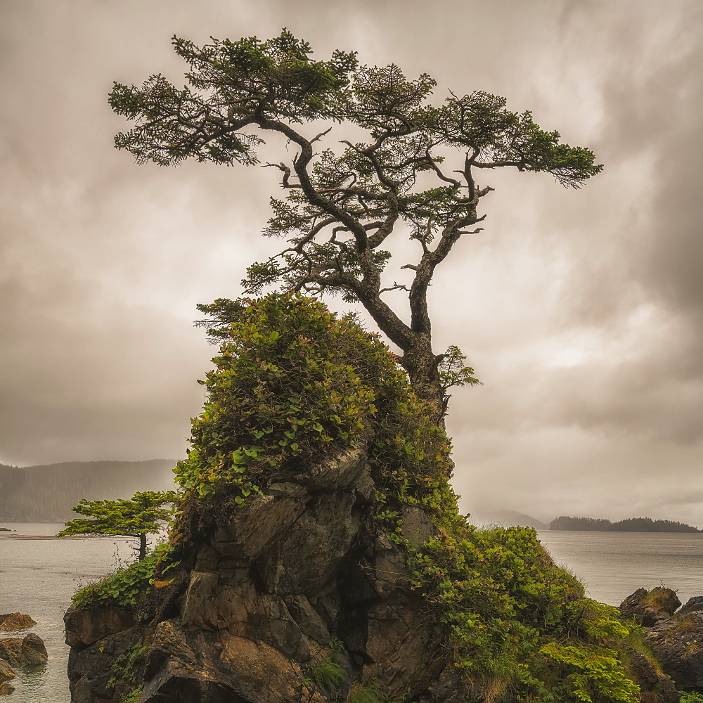 A Tree Stands Alone On A Rocky Hill Top Along The Shores Of Haida Gwaii, Haida Gwaii, British Columbia, Canada