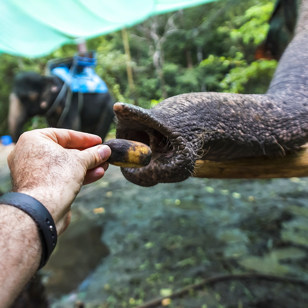 A Man's Hand Feeding An Elephant, Na Muang Safari Park, Koh Samu, Chang Wat Surat Thani, Thailand