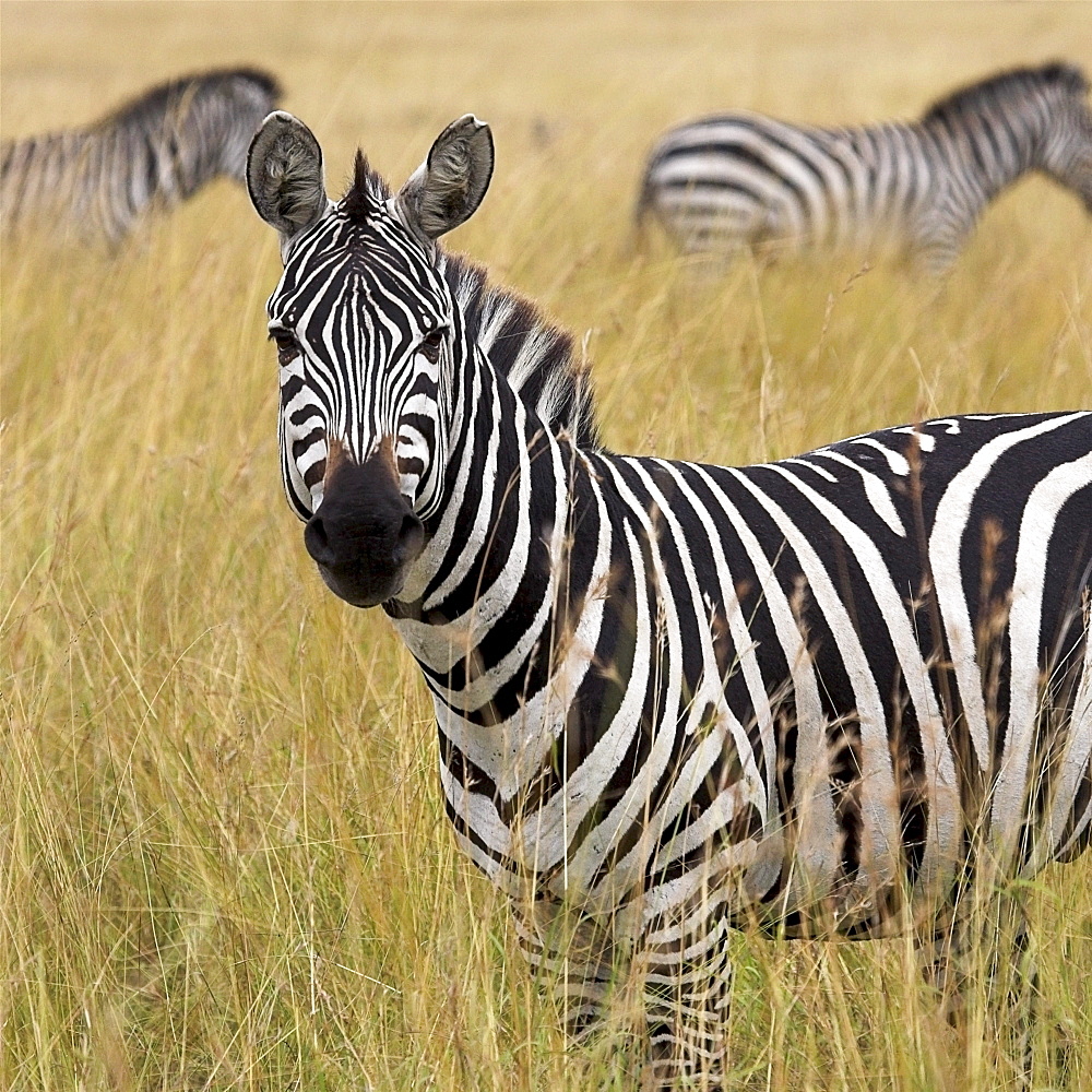 Burchell's Zebra, Masai Mara, Kenya, Africa; Zebra In Tall Grass