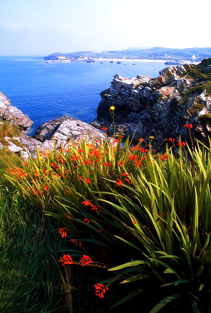 Monbretia Wildflowers And Port Na Blagh, Co Donegal, Ireland