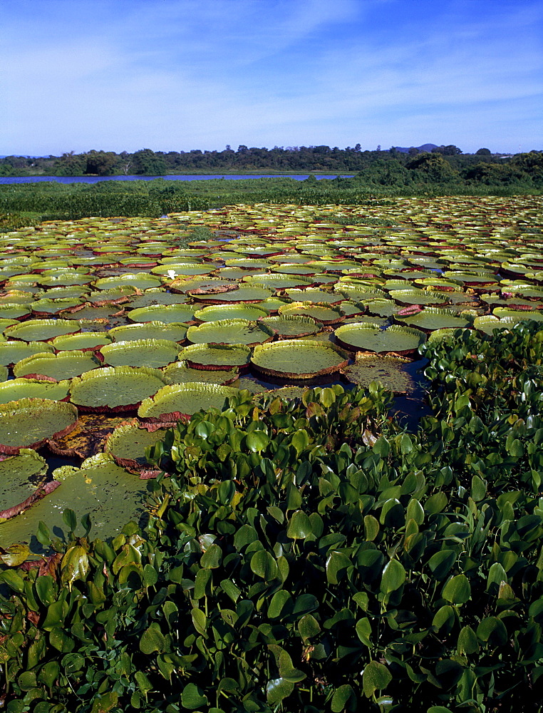 Water Lilies; Brazil