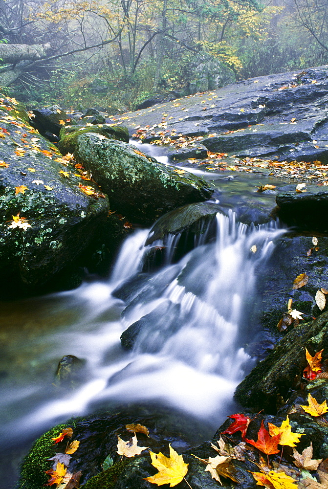 Small Stream, Shenandoah National Park, Virginia, U.S.A.