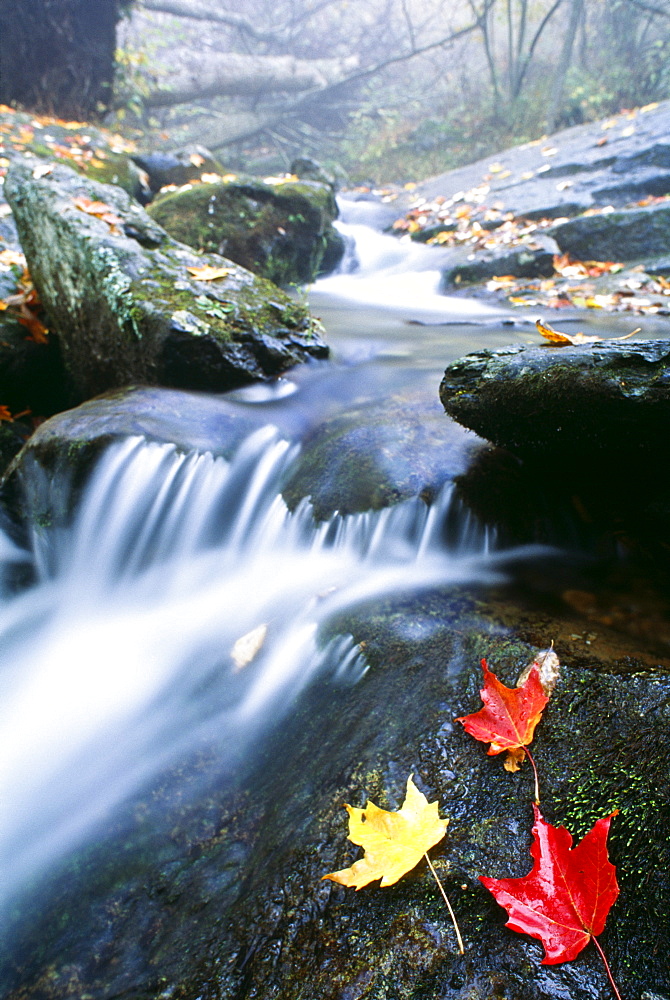 Small Stream, Shenandoah National Park, Virginia, U.S.A.