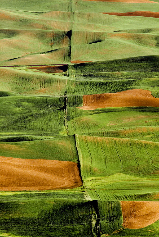 Palouse Fields, Whitman County, Washington, Usa