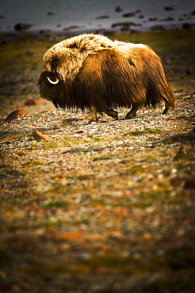 Muskox (Ovibos Moschatus)In The Northwest Territories