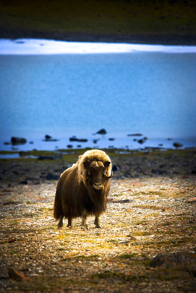 Muskox (Ovibos Moschatus)In The Northwest Territories