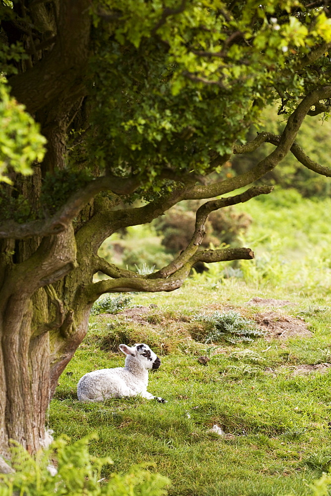 Sheep Lying Under Tree