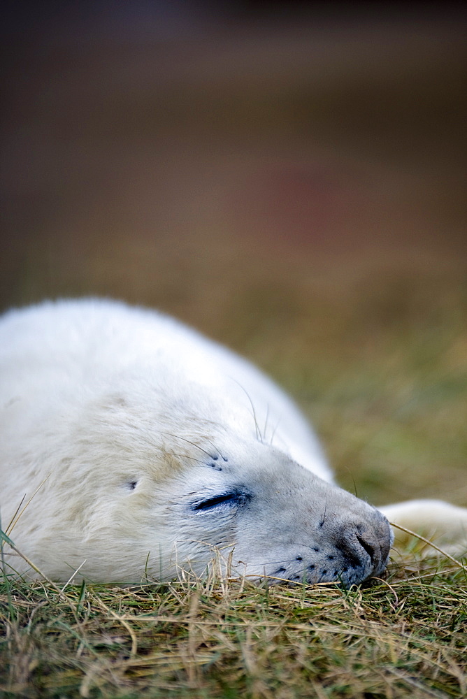 Seal Sleeping