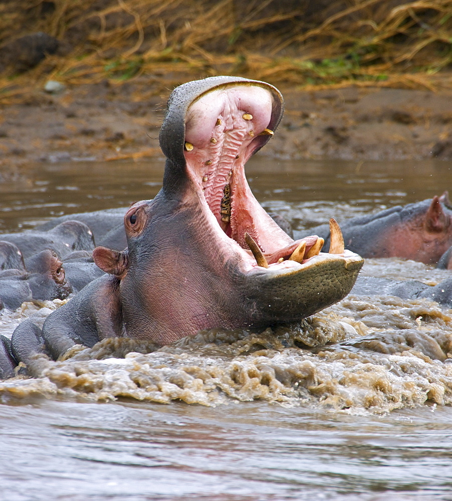 Yawning Hippopotamus (Hippopotamus Amphibius) At Serengeti National Park, Tanzania