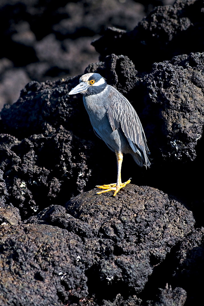 Yellow-Crowned Night Heron On Rock