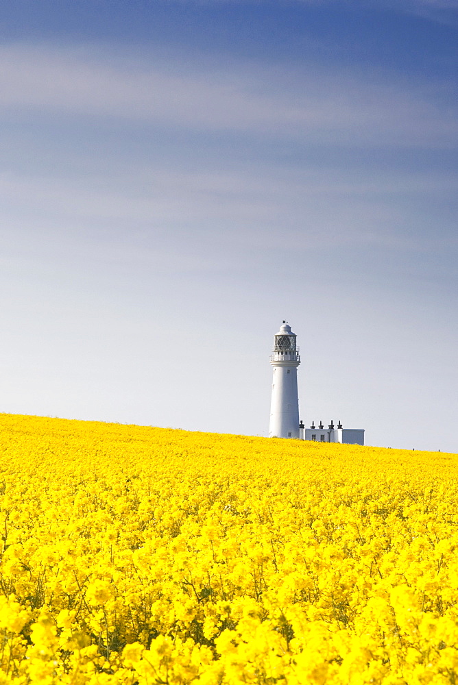 Field Of Yellow Flowers, Lighthouse