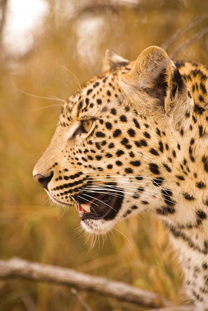 Leopard (Panthera Pardus), Arathusa Safari Lodge, Sabi Sand Reserve, Mpumalanga, South Africa