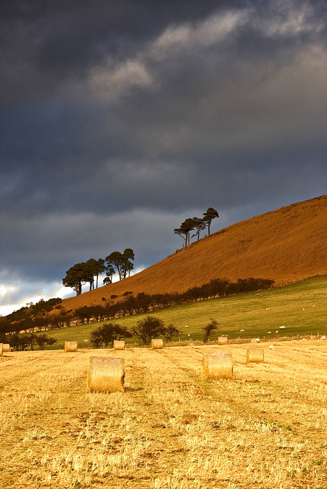 Hay Bales In A Field, Northumberland, England