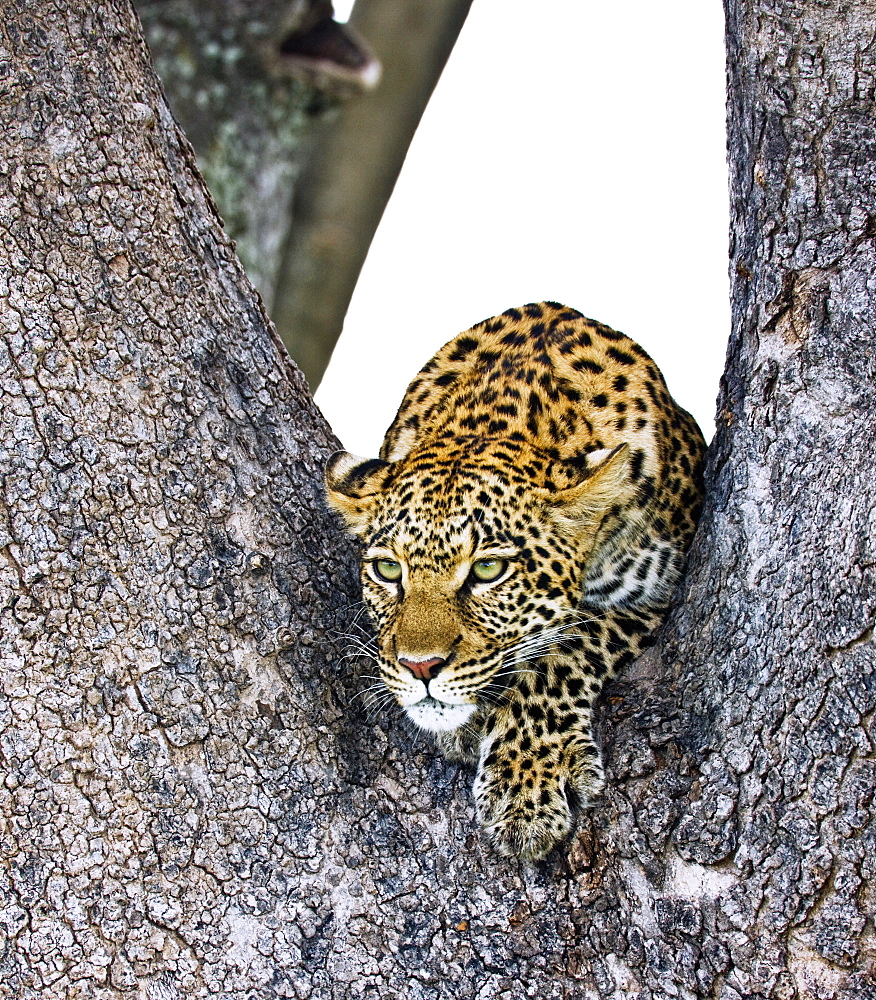 Leopard (Panthera Pardus)