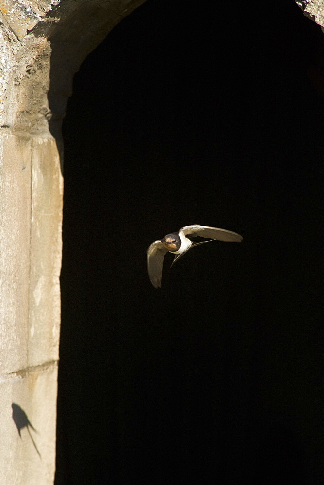 Swallow In Flight