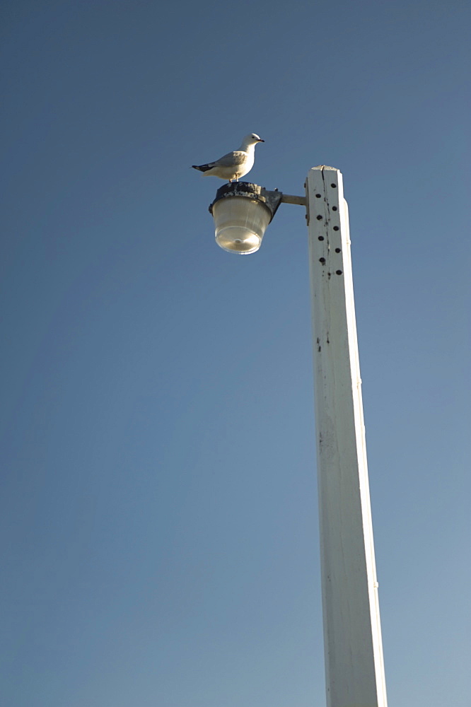 Seagull Perched On Lamppost